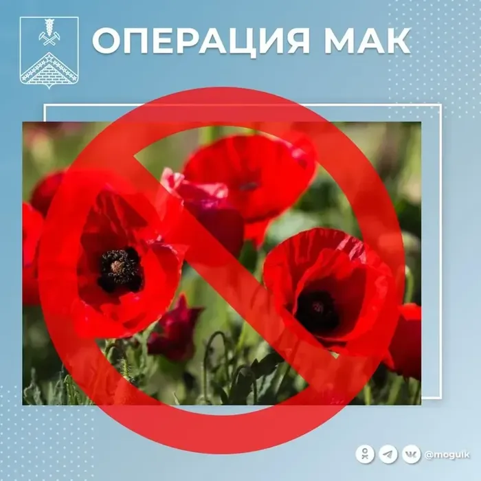 VnnwEJqjupXJz02K40hq8aaEuSEgGYiQ8dJbkaOl_fit-in_700x700_filters_quality(80)_format(webp)_782329.selcdn.ru_leonardo_uploadsForSiteId_200145_content_1e12b90e-fb66-4f1b-86f3-4517765ba1de